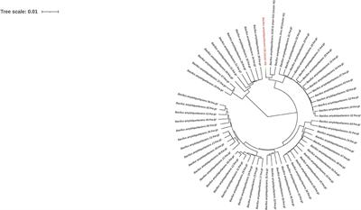 Draft Genome Sequence of Bacillus amyloliquefaciens Strain CB, a Biological Control Agent and Plant Growth-Promoting Bacterium Isolated From Cotton (Gossypium L.) Rhizosphere in Coimbatore, Tamil Nadu, India